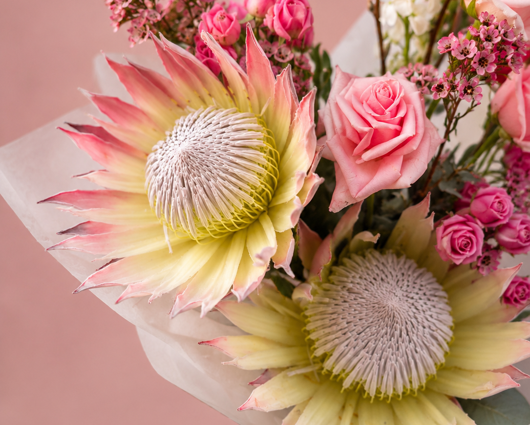 Blush protea