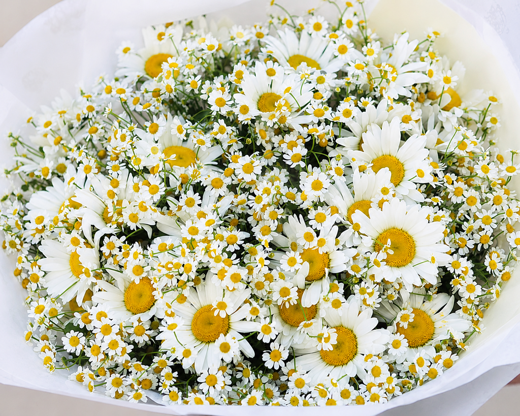 Bright Daisy Bouquet with Chamomile Accents