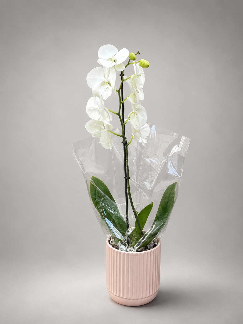 Phalaenopsis Orchid Gift Bag