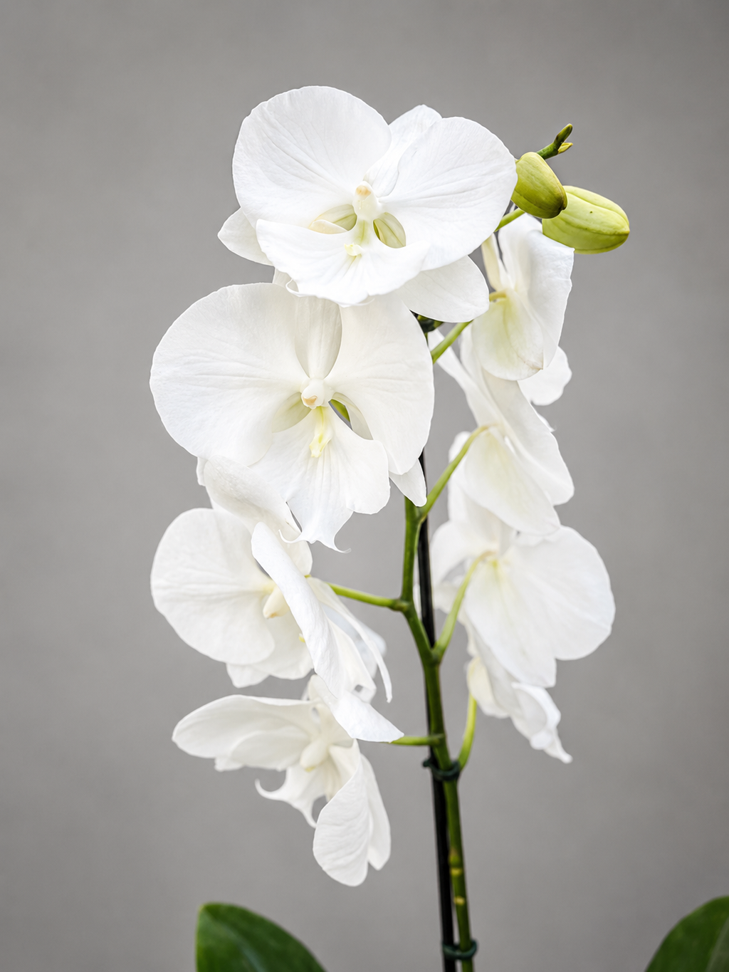 Phalaenopsis Orchid Gift Bag