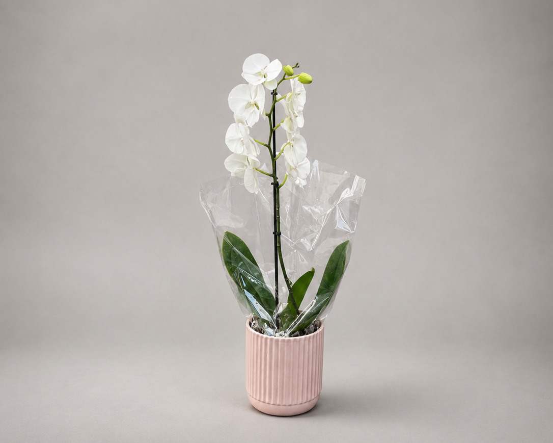 Phalaenopsis Orchid Gift Bag