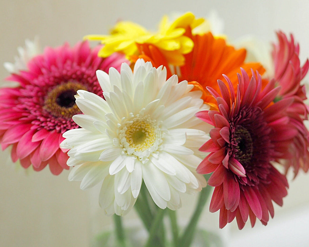 Gerbera Bouquet