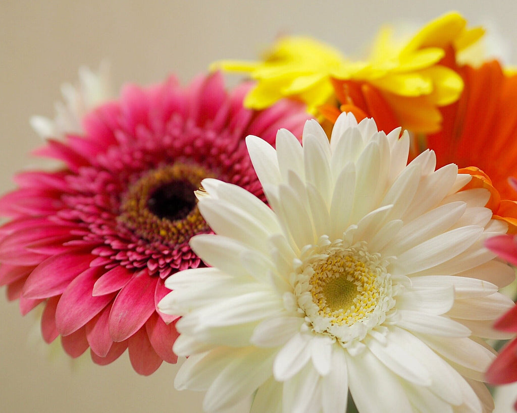 Gerbera Bouquet