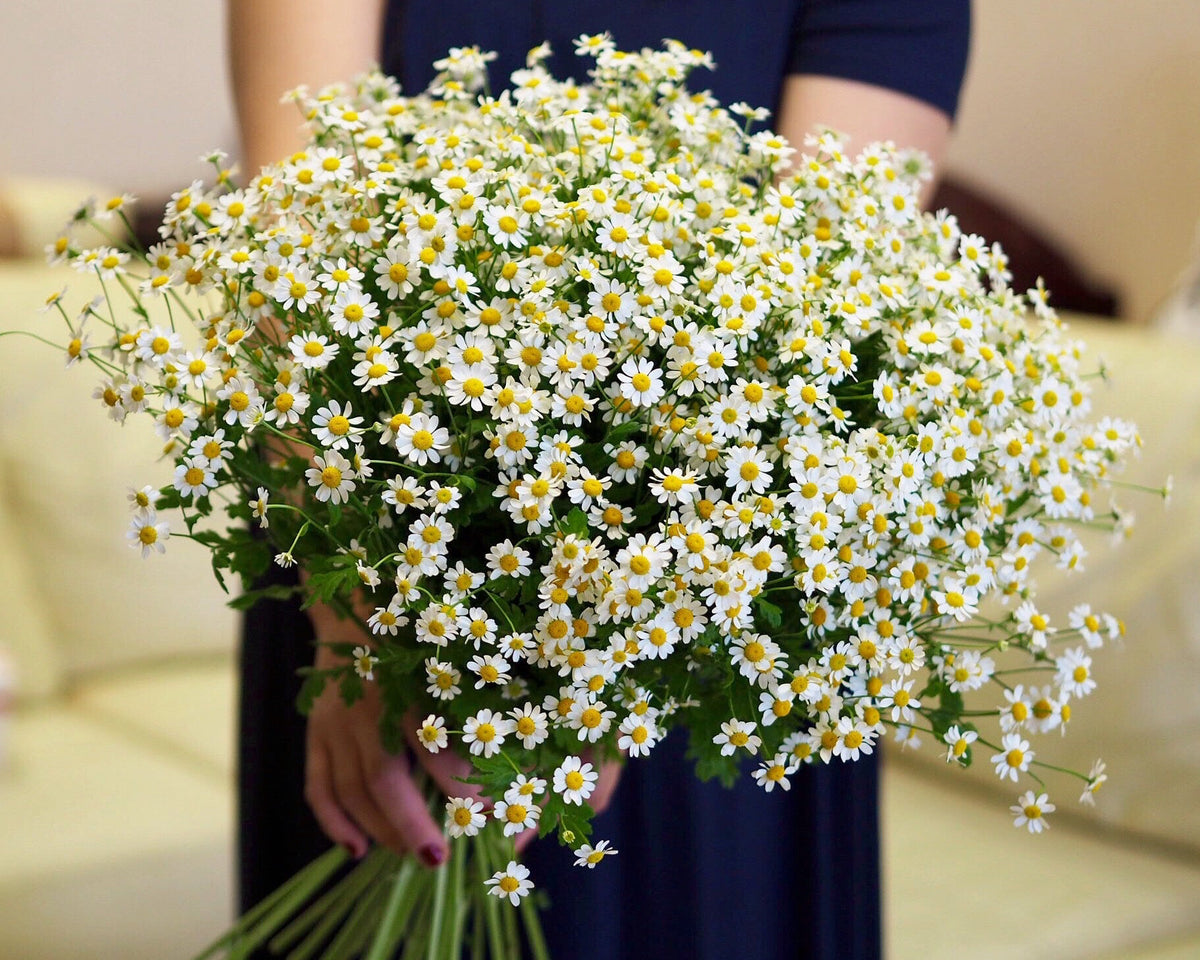Chamomile Cloud Bouquet