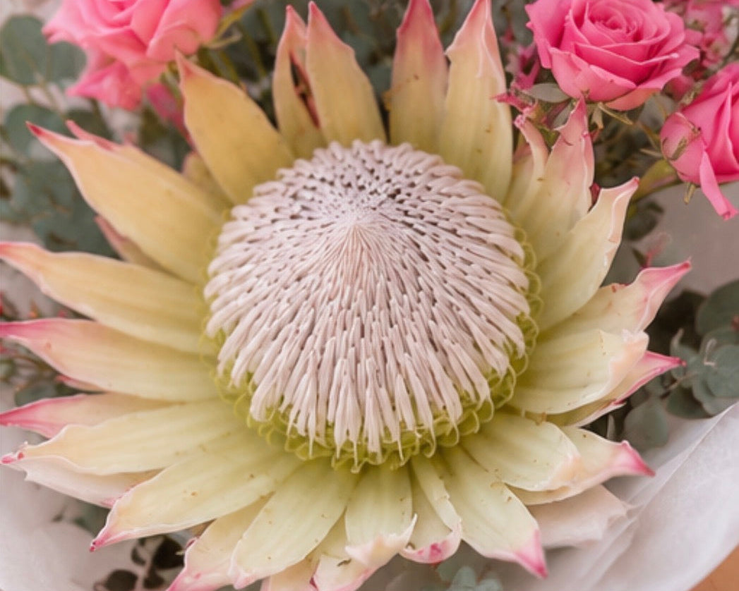 Blush Protea Petite