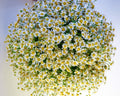 Chamomile Cloud Bouquet