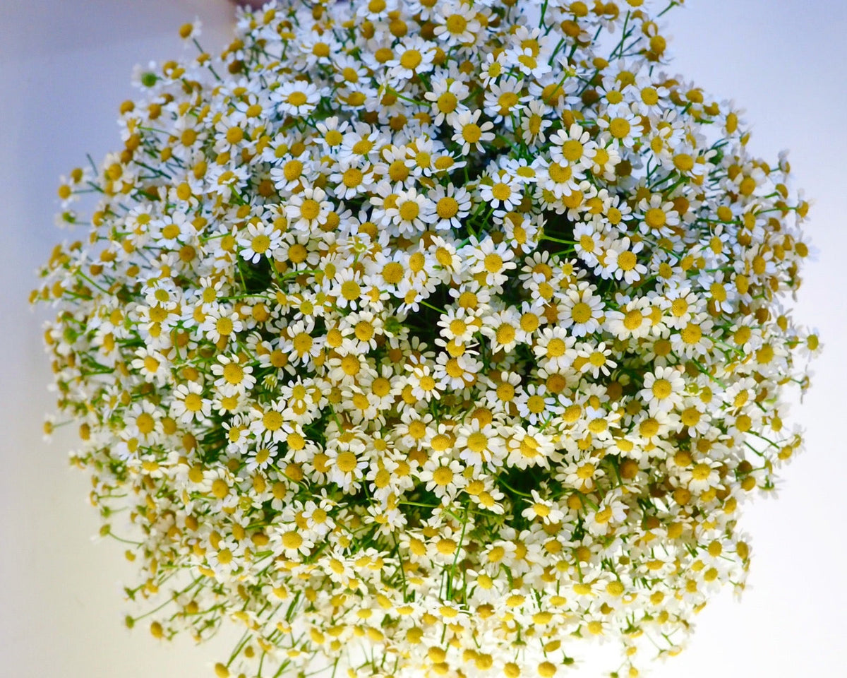 Chamomile Cloud Bouquet