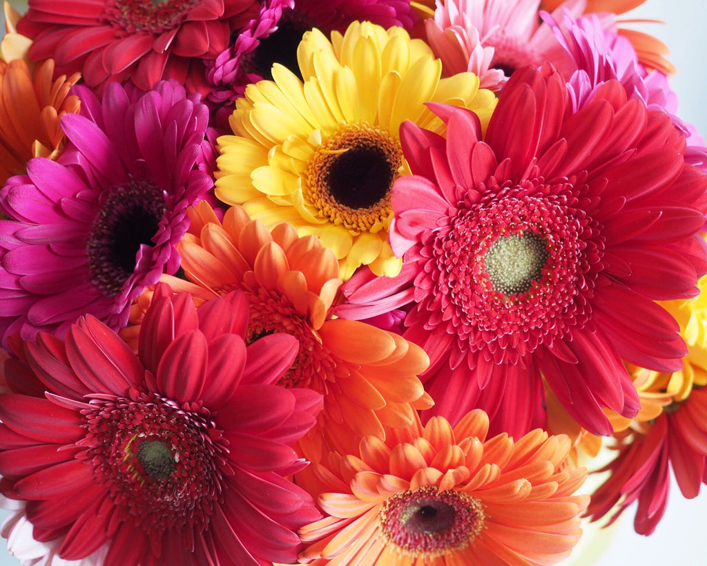 Gerbera Bouquet