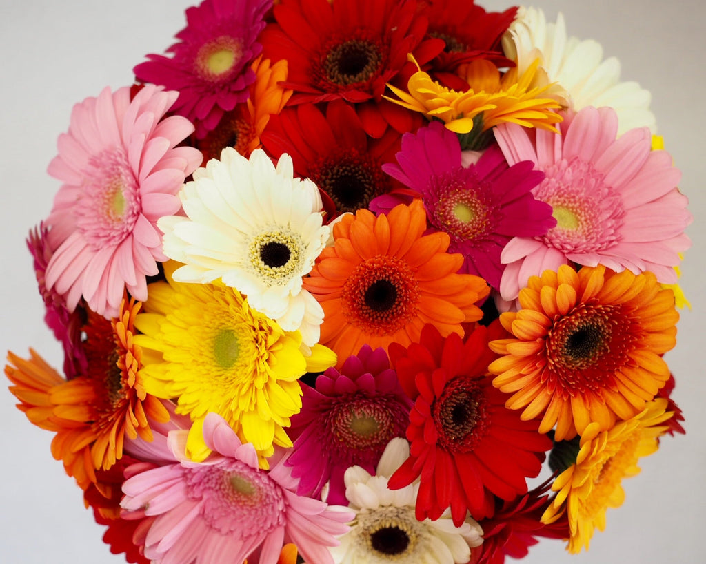Gerbera Bouquet